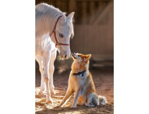 Puzzle Koń I Pies Przyjaźń Castorland 1000el - image 2